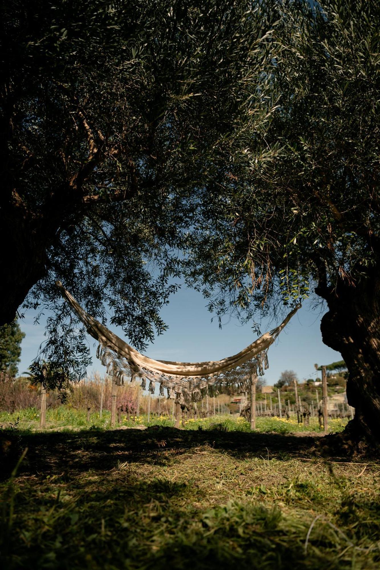 Tenuta Calitto Wine Resort E Spa Ischia Dış mekan fotoğraf